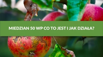 MIEDZIAN 50 WP - CO TO JEST I JAK DZIAŁA?