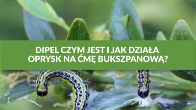 DIPEL — CZYM JEST I JAK DZIAŁA OPRYSK NA ĆMĘ BUKSZPANOWĄ?🐛