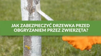 JAK ZABEZPIECZYĆ DRZEWKA PRZED OBGRYZANIEM PRZEZ ZWIERZĘTA?